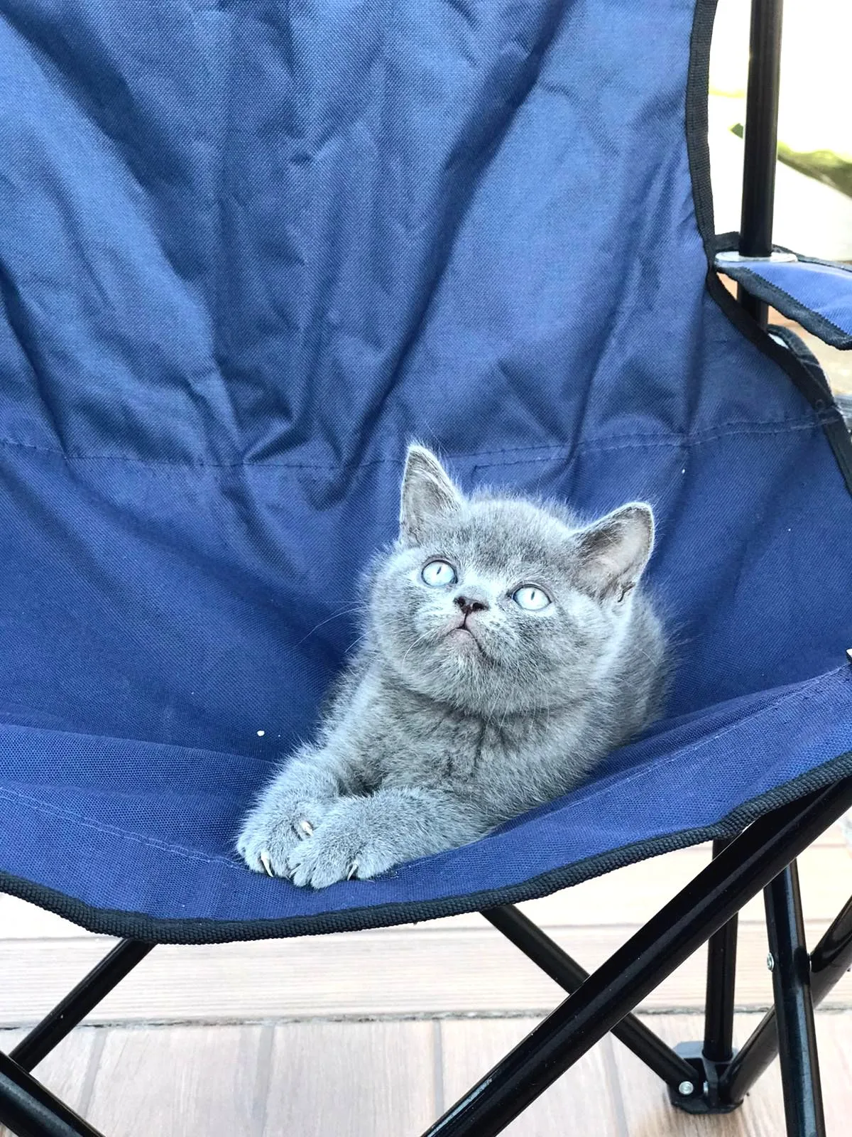 3 Erkek British Shorthair Yavruları