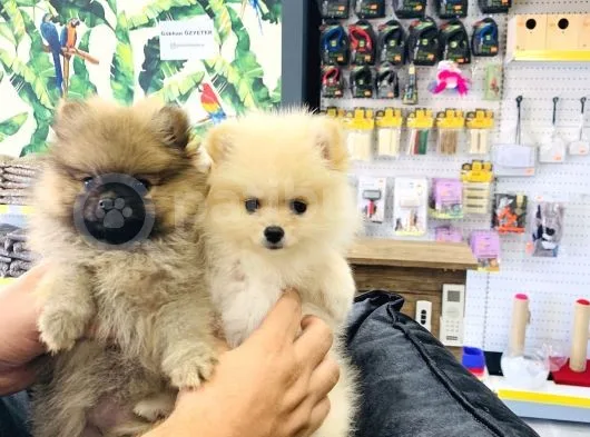 Adanadan Pomerinian Boo Yavruları