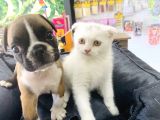 Beyaz Scottish Fold Yavrumuz