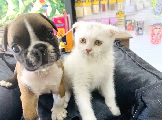 Beyaz Scottish Fold Yavrumuz görsel