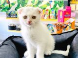 Beyaz Scottish Fold Yavrumuz