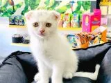 Beyaz Scottish Fold Yavrumuz