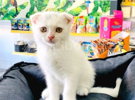 Beyaz Scottish Fold Yavrumuz görsel