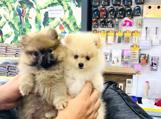 Adanadan Pomerinian Boo Yavruları görsel
