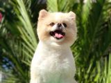 Tedy Bear Pomerian Boo