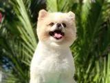 Tedy Bear Pomerian Boo