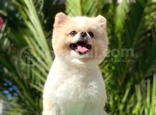 Tedy Bear Pomerian Boo
