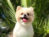 Tedy Bear Pomerian Boo
