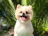 Tedy Bear Pomerian Boo