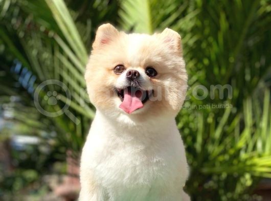 Tedy Bear Pomerian Boo görsel