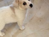 Sevimli Oyuncu Yavru Maltese