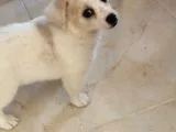 Sevimli Oyuncu Yavru Maltese
