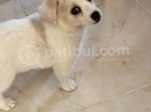 Sevimli Oyuncu Yavru Maltese görsel