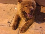 Sağlıklı Bir O Kadar Oyuncu Chow Chow Zeus Bey