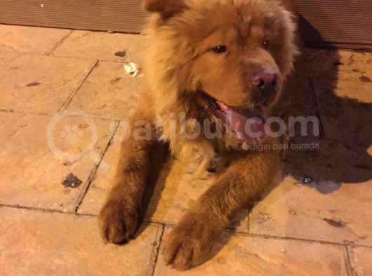 Sağlıklı Bir O Kadar Oyuncu Chow Chow Zeus Bey görsel