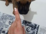 Pitbul Amerikan Staff