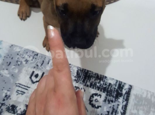 Pitbul Amerikan Staff görsel