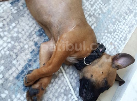 Pitbul Amerikan Staff görsel