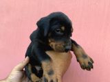 A Kalite Doberman Yavruları
