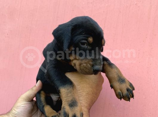 A Kalite Doberman Yavruları görsel