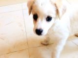 Sevimli Oyuncu Yavru Maltese