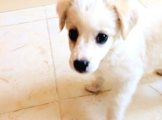 Sevimli Oyuncu Yavru Maltese görsel