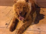 Sağlıklı Bir O Kadar Oyuncu Chow Chow Zeus Bey