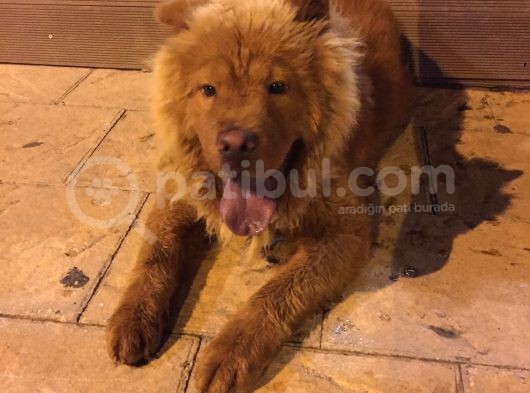 Sağlıklı Bir O Kadar Oyuncu Chow Chow Zeus Bey görsel