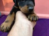 A Kalite Doberman Yavruları