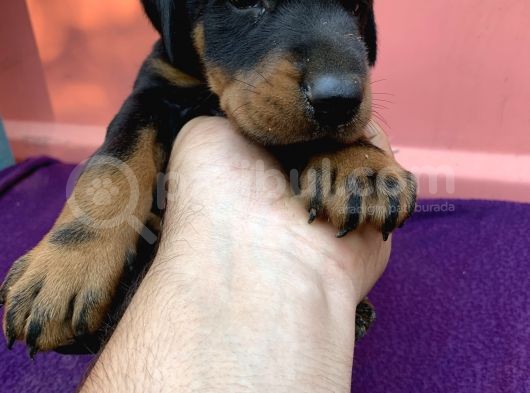 A Kalite Doberman Yavruları görsel