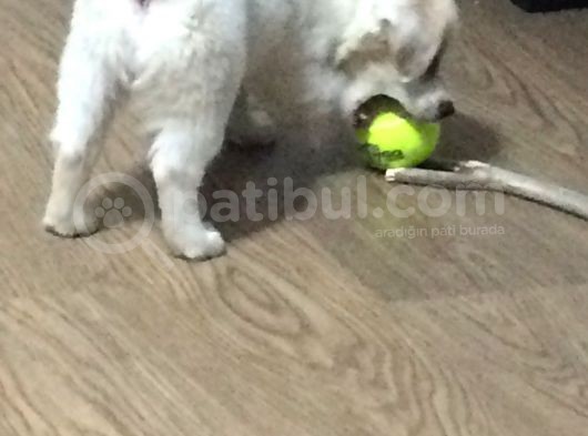 Sevimli Oyuncu Yavru Maltese görsel
