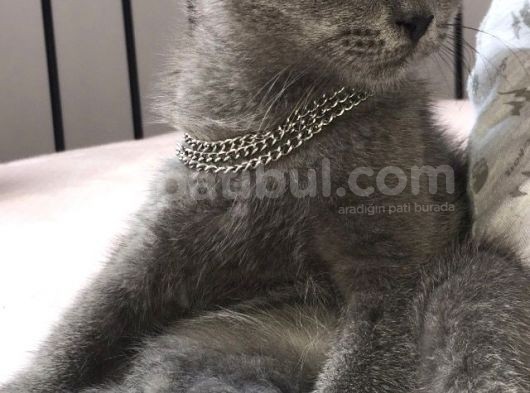 2 Aylık Erkek Safkan görsel