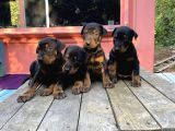 A Kalite Doberman Yavruları