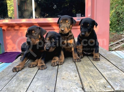 A Kalite Doberman Yavruları görsel