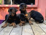 A Kalite Doberman Yavruları
