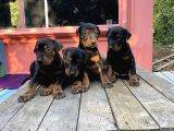 A Kalite Doberman Yavruları