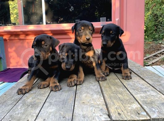A Kalite Doberman Yavruları görsel