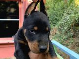 A Kalite Doberman Yavruları