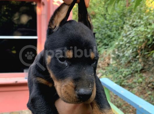 A Kalite Doberman Yavruları görsel
