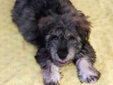 Sahibinden Yavru Morkie