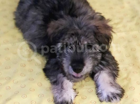 Sahibinden Yavru Morkie görsel
