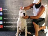 Dünya Şampiyonu Dogo Argentino Yavruları