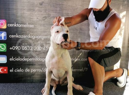 Dünya Şampiyonu Dogo Argentino Yavruları görsel