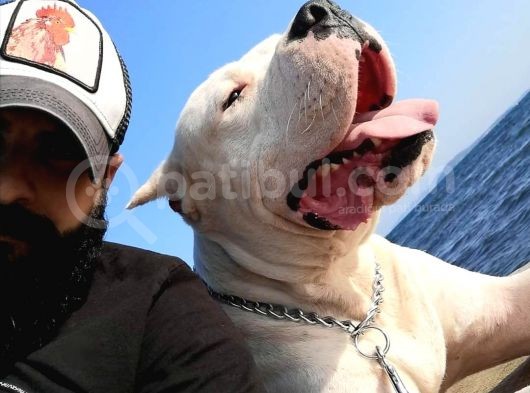 Dünya Şampiyonu Dogo Argentino Yavruları görsel