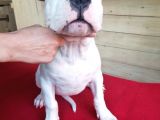 Dünya Şampiyonu Dogo Argentino Yavruları