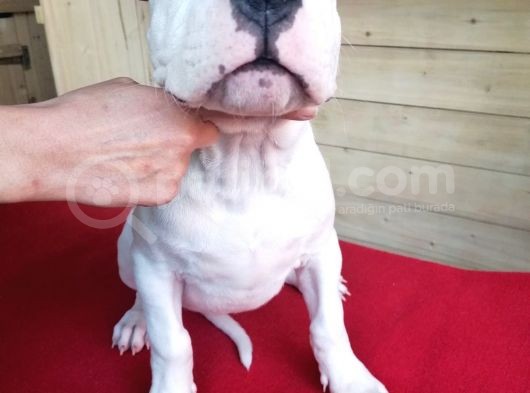 Dünya Şampiyonu Dogo Argentino Yavruları görsel