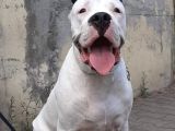 Dünya Şampiyonu Dogo Argentino Yavruları