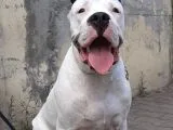 Dünya Şampiyonu Dogo Argentino Yavruları