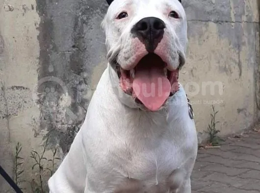 Dünya Şampiyonu Dogo Argentino Yavruları