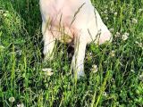 Dünya Şampiyonu Dogo Argentino Yavruları